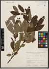 Foto von Salix appendiculata Vill.